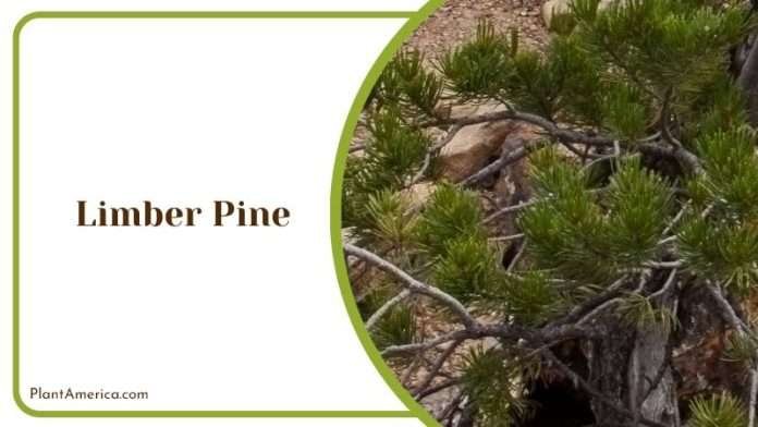 7 Types of Pine Trees in Colorado to Uplift Your Garden - Plant America