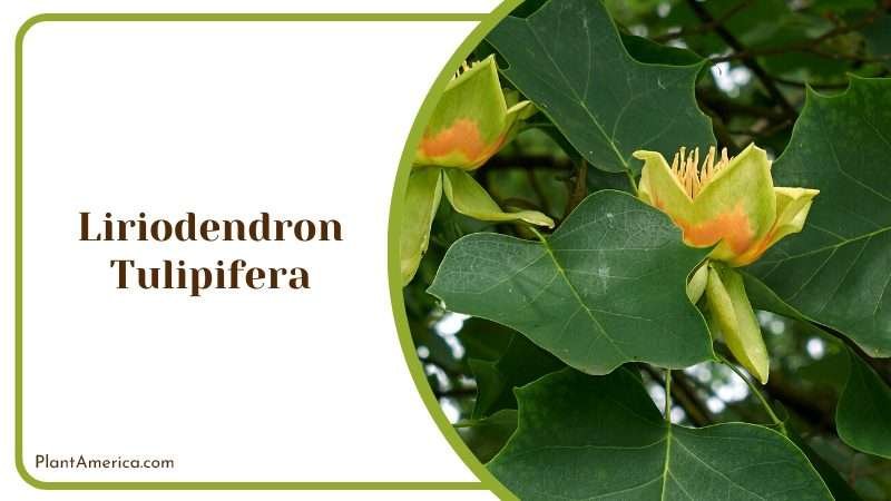 Liriodendron Tulipifera Magnificence PlantAmerica