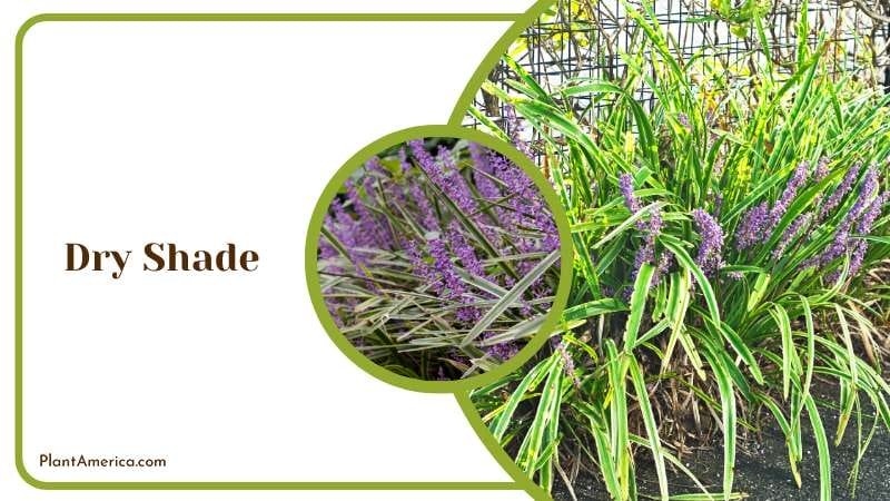 Liriope Dry Shade Plant America