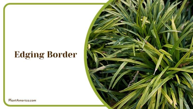 Liriope Edging Border Plant America