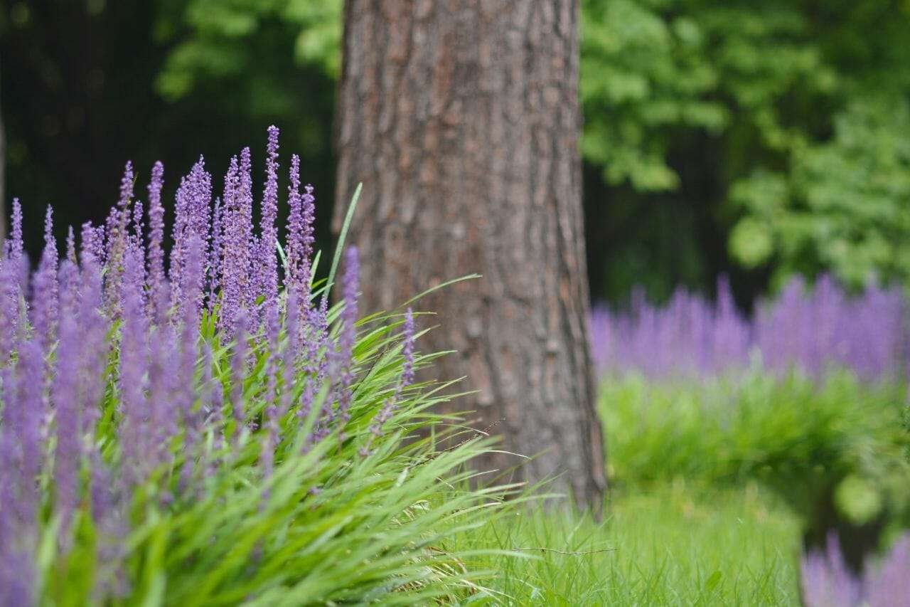 Liriope Plant America