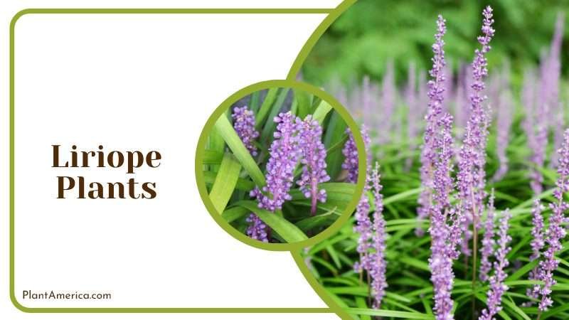 Liriope Plants Makes for great groundcover Plant America