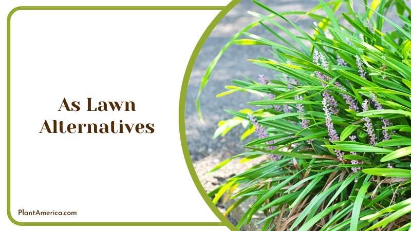 Liriope in Lawn Plant America