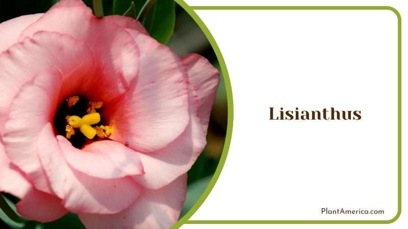 Lisianthus Growing in the Greenhouse Plant America
