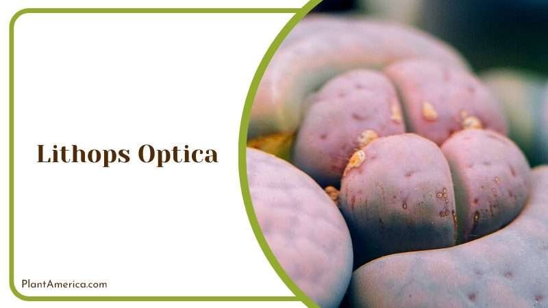 Lithops Optica a Living Stone Plant Plant America