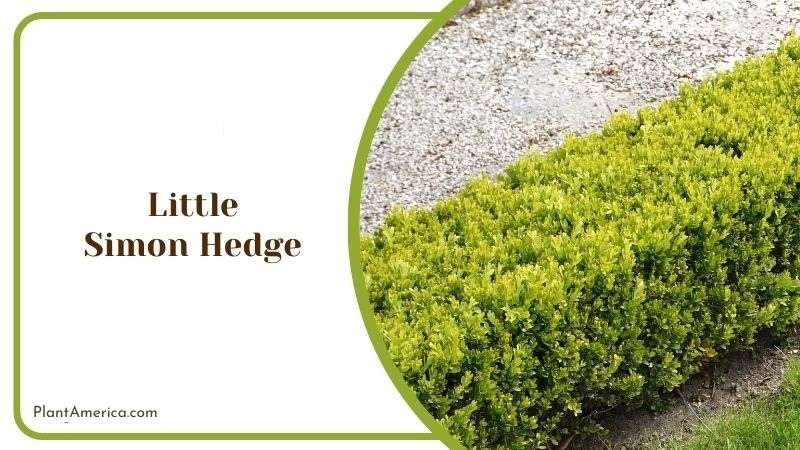 Little Simon Hedge Plant America Little Simon Hedge Plant America
