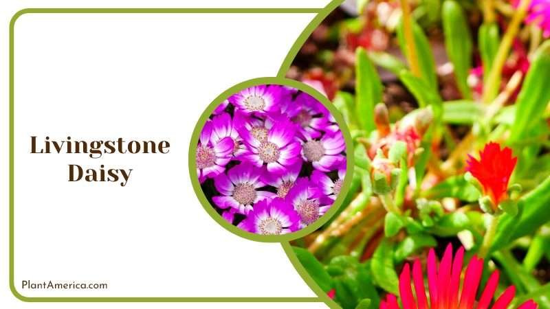 Livingstone Daisy Perennial Plant America