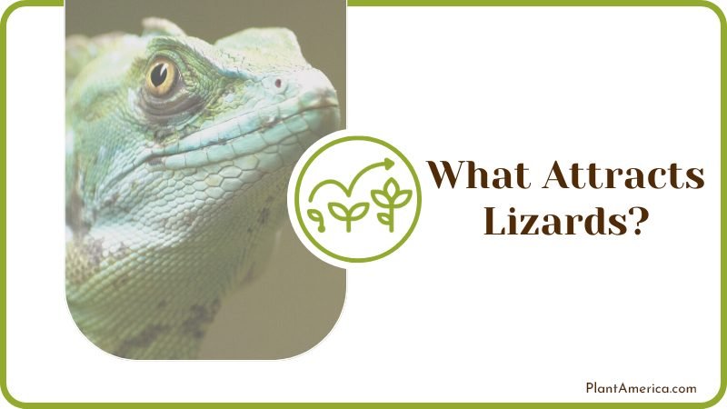 Lizard close up Plant America