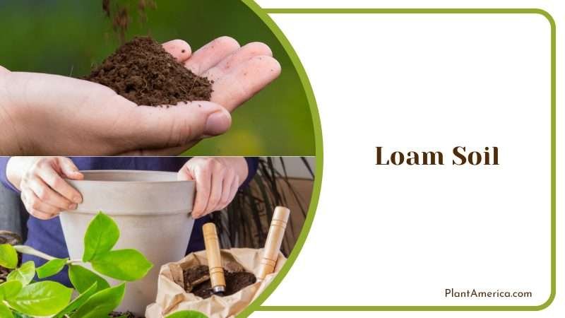 Loam Soil Perlit Plant America