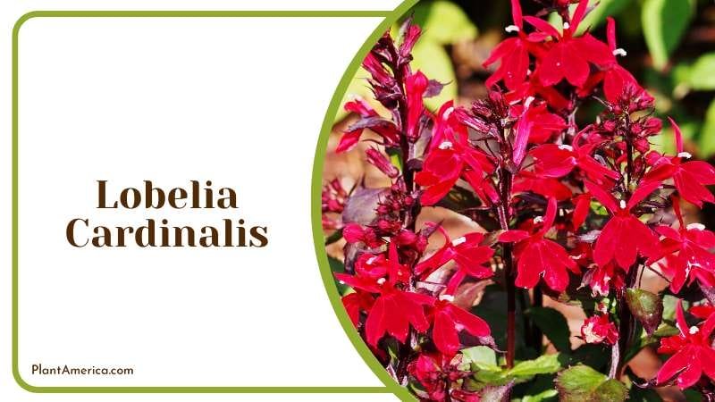 Lobelia Cardinalis known as the cardinal flower Plant America Lobelia Cardinalis known as the cardinal flower Plant America