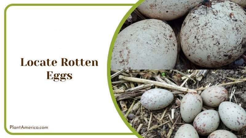 Locate Rotten Eggs Plant America
