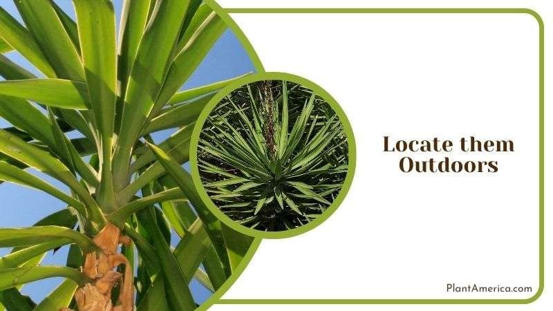 Locate them Outdoors Plant America