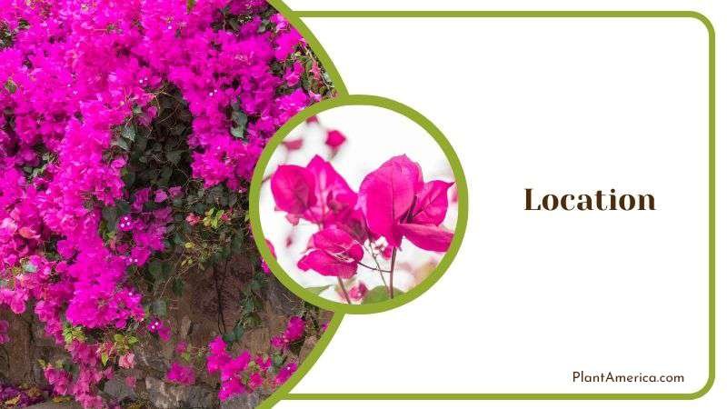 Location Plant America Location Plant America