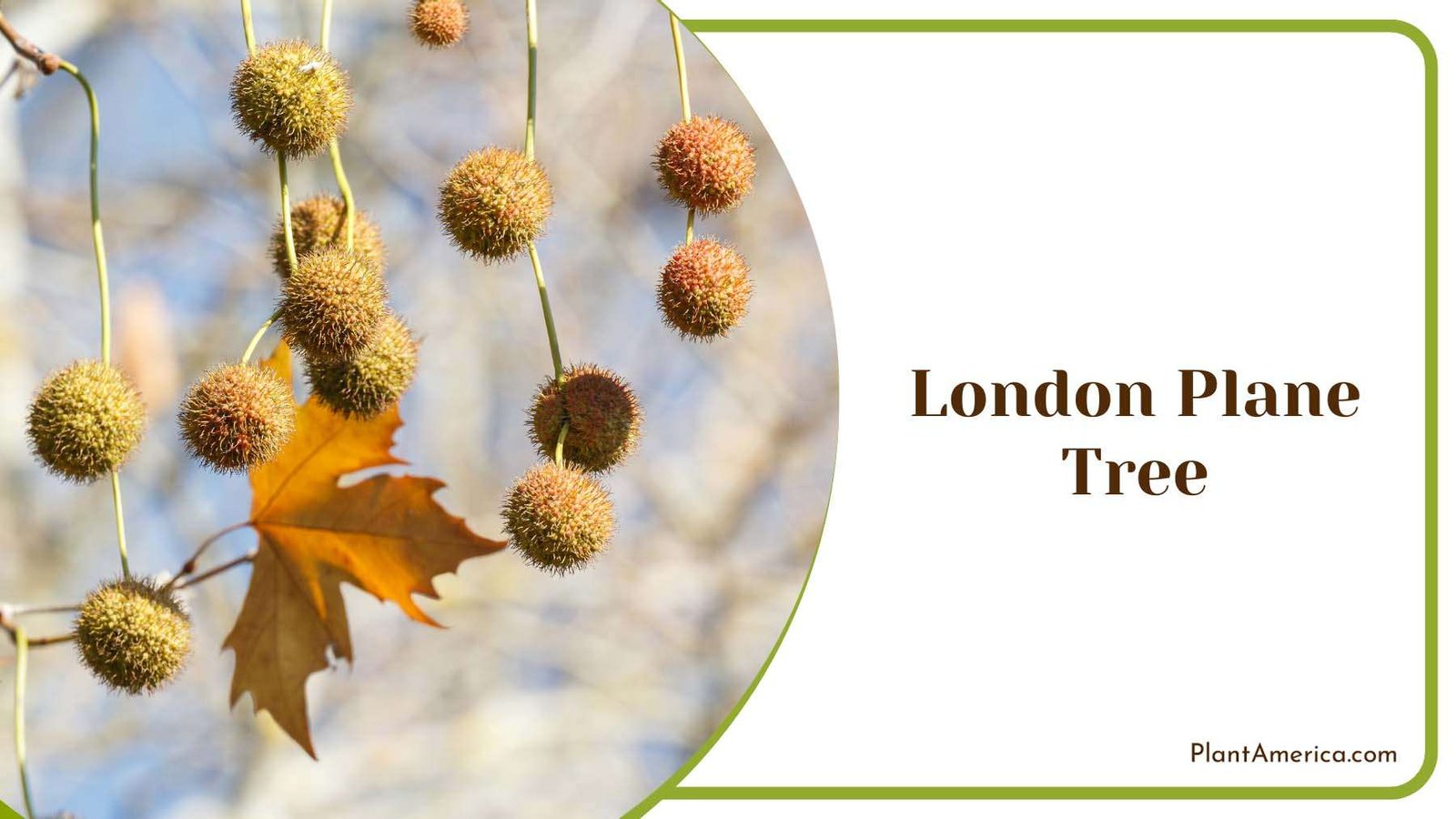 London Plane Tree Plant America