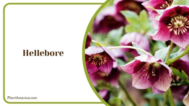 Long Lasting and Elegant Flowers PlantAmerica Long Lasting and Elegant Flowers PlantAmerica