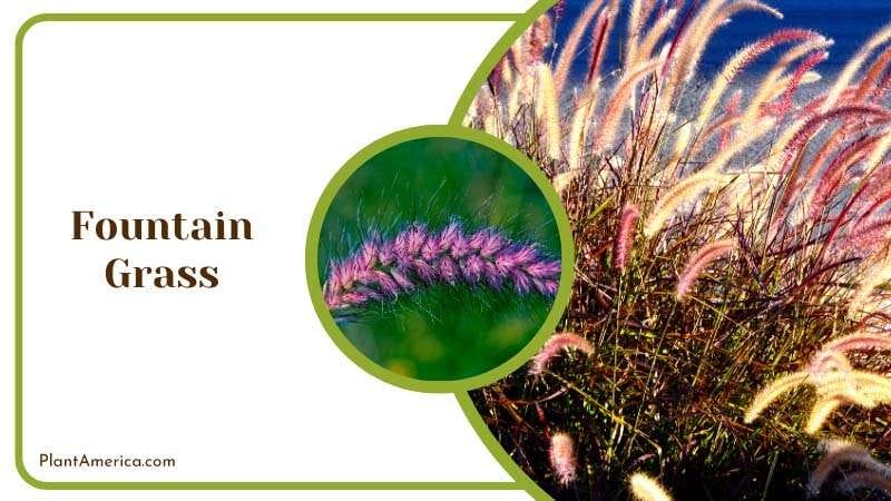 Long Stems of Fountain Grass Plant America