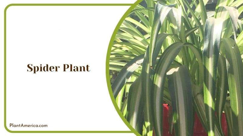Long Thin and Green Spider Plant Plant America