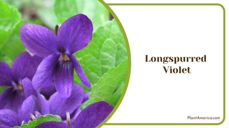 Longspurred Violet Plant America