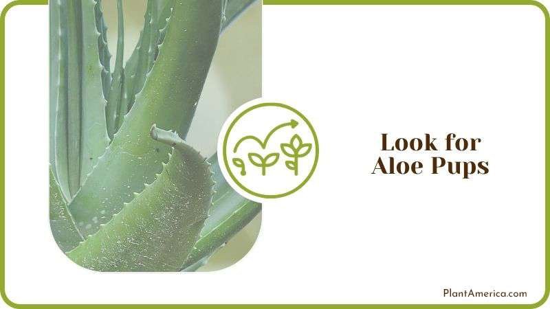 Look for Aloe Pups Plant America