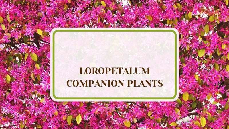 Loropetalum Companion Plants Plant America 12 Loropetalum Companion Plants: Uniquely Beautiful Choices!