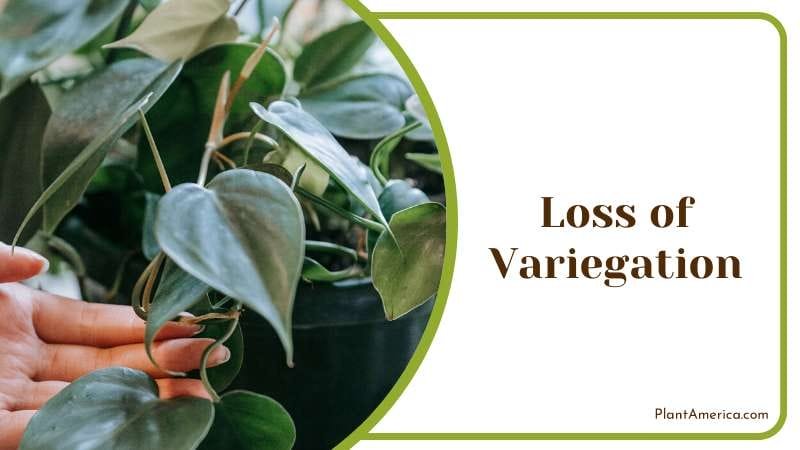 Loss of variegation on the leaves PlantAmerica