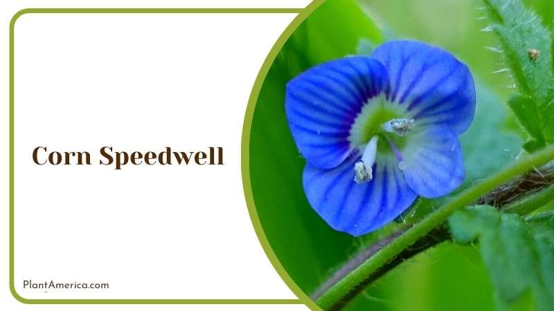 Lovely Blue Corn Speedwell Flower Plant America