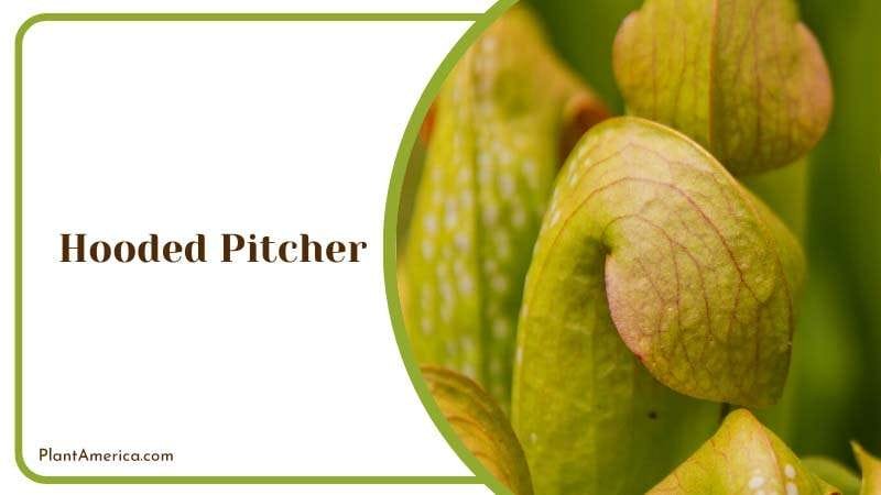 Lovely Hoods of Hooded Pitcher Plants Plant America Lovely Hoods of Hooded Pitcher Plants Plant America