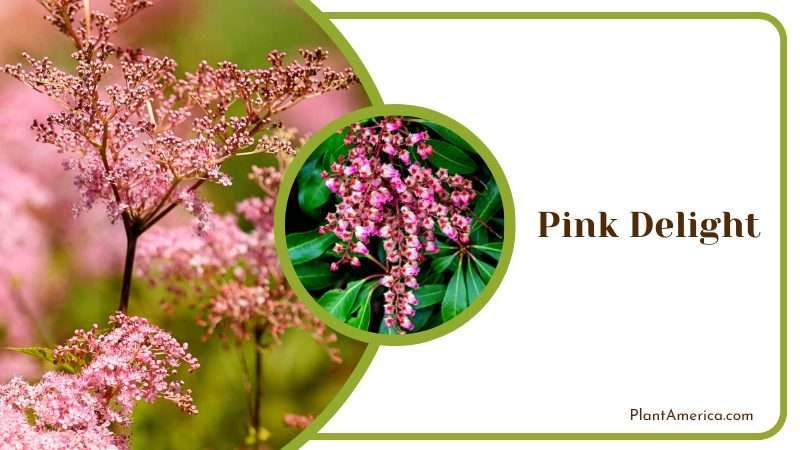 Lovely Pink Delight Hydrangea Plant America