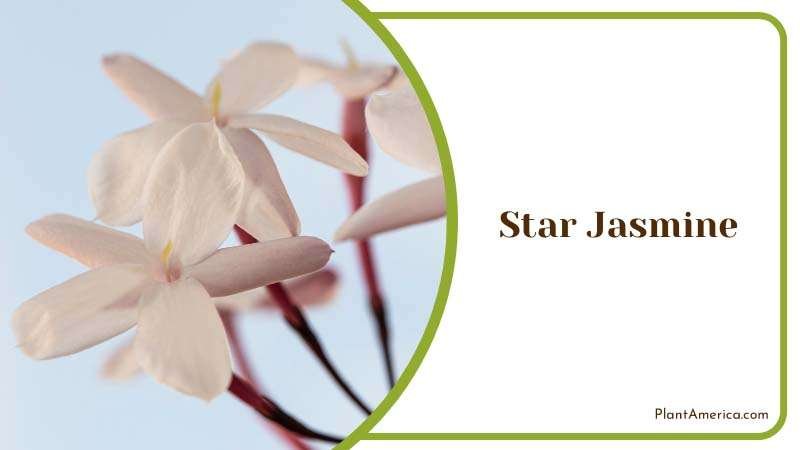 Lovely Star Jasmine Blooming in Spring Plant America Lovely Star Jasmine Blooming in Spring Plant America