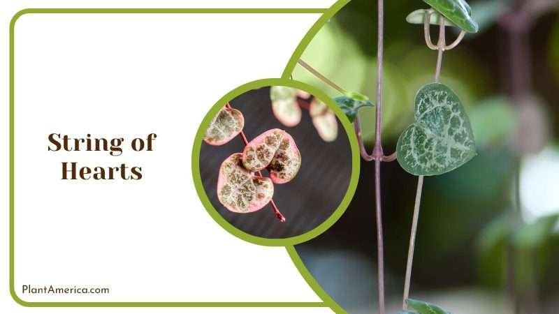 Lovely String of Hearts Plant America