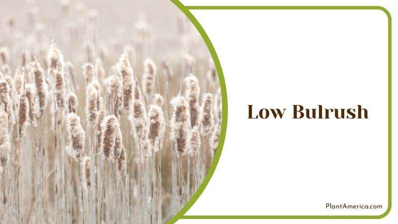 Low Bulrush as garden ornamentals Plant America Low Bulrush as garden ornamentals Plant America