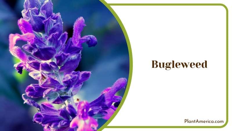 Low Growing Bugleweed Perennial Plant America Low Growing Bugleweed Perennial Plant America