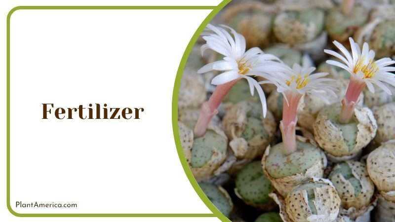 Low In Nitrogen Content Fertilizer Plant America