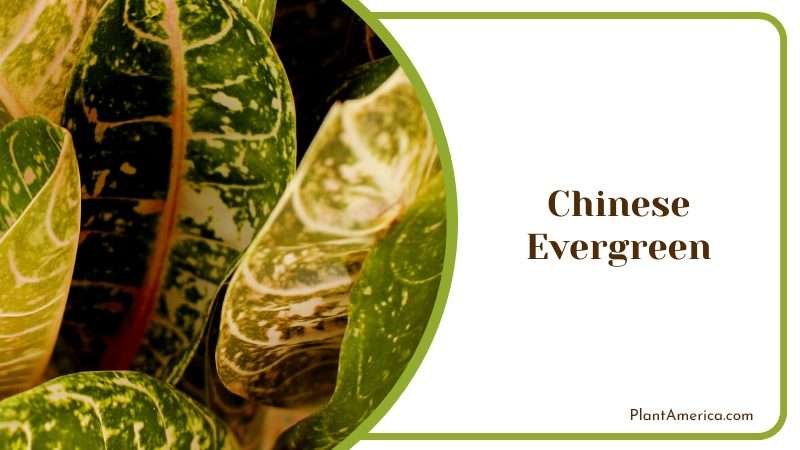 Low Maintenance Chinese Evergreen Plant America