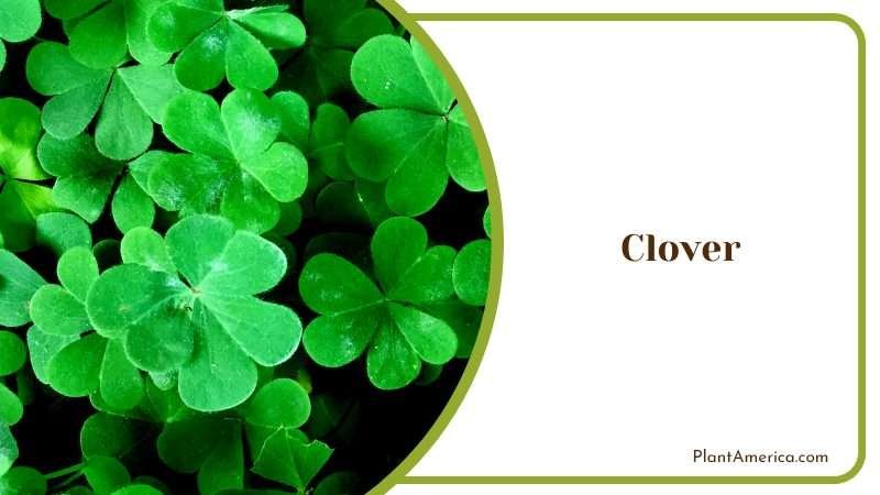 Low Maintenance Flower Bloom PlantAmerica