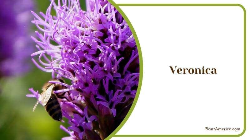 Low Maintenance Garden Plant Plant America