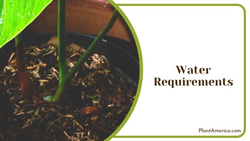 Low Maintenance Plant for Everyone Plant America