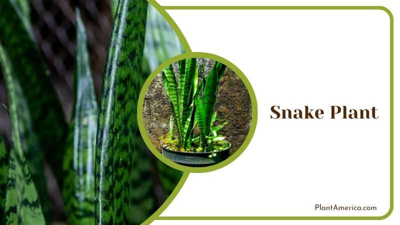 Low Maintenance Snake Plant Plant America
