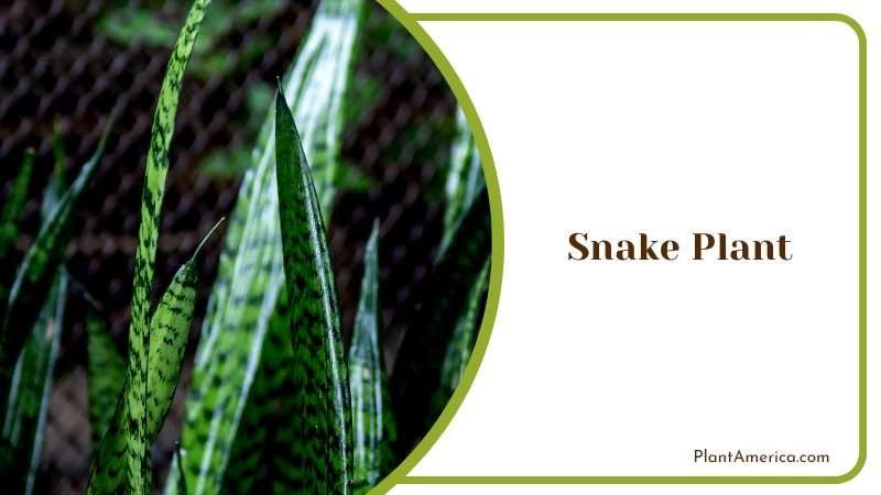 Low Maintenance and Versatile Plant Plant America