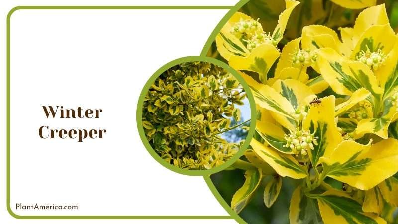 Low Winter Creeper Groundcover Plant America
