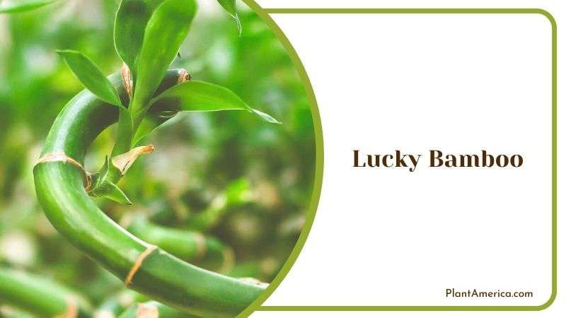 Lucky Bamboo Plant America