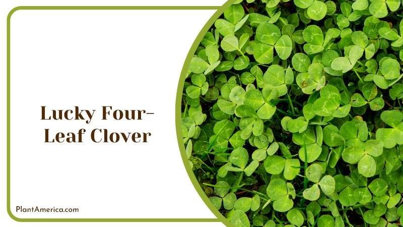 Lucky Four Leaf Clover on the Field Plant America