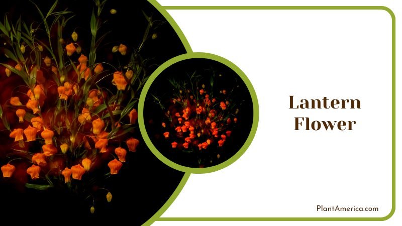Luminous Lantern Flower Plant America