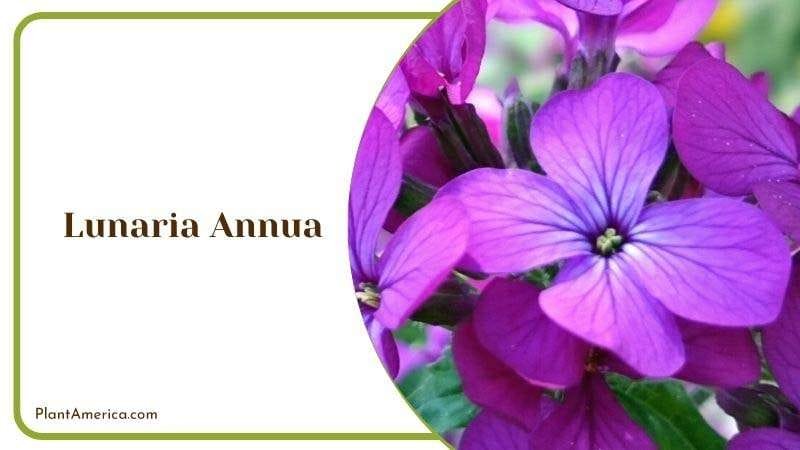 Lunaria Annua Plant America