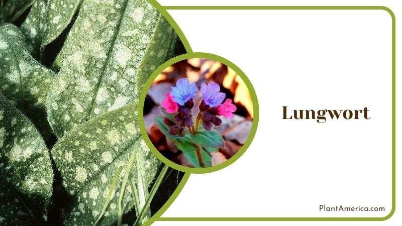 Lungwort Plant America