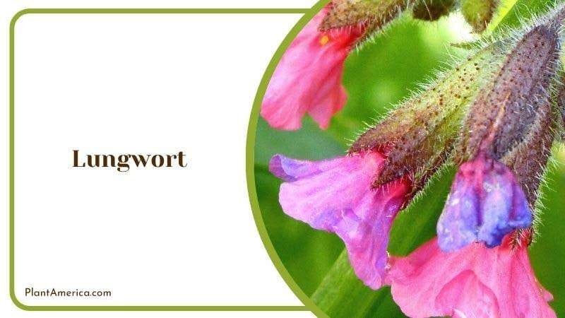 Lungwort PlantAmerica