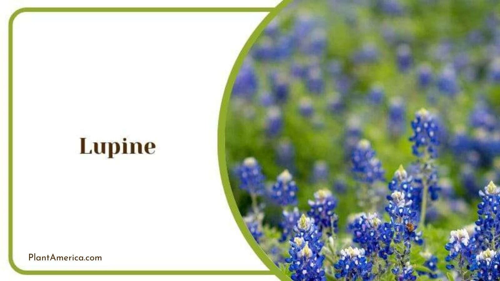 Lupine in a Green Landscape Plant America