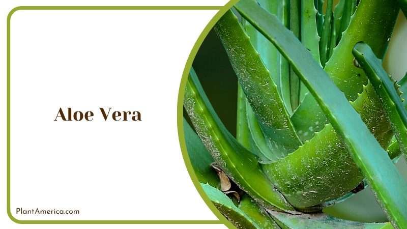 Lush Aloe Vera Plant