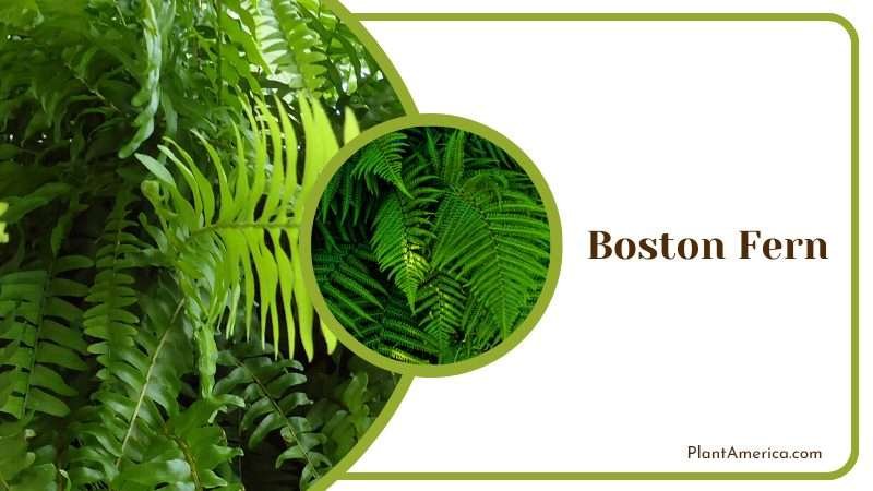 Lush Boston Fern Foliage Plant America