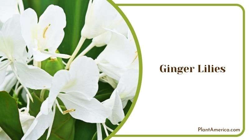 Lush Ginger Lilies Foliage Plant America Lush Ginger Lilies Foliage Plant America